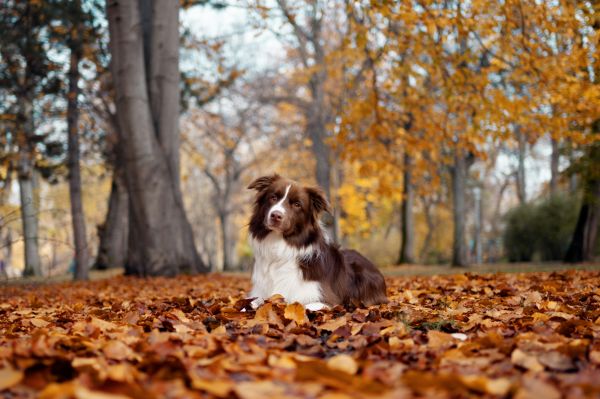 Hundeversicherung: Damit Gesundheit und Missgeschicke keine Kostenfalle werden