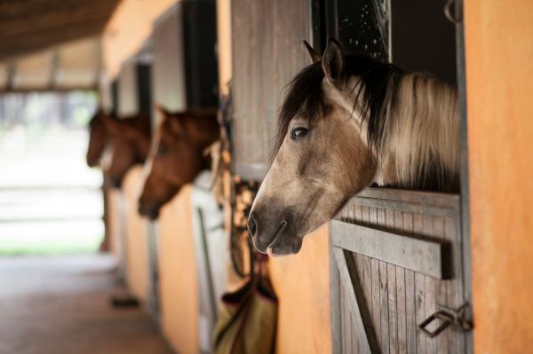 Pferd & Reiter&colon; Weil Verantwortung nicht am Stalltor endet